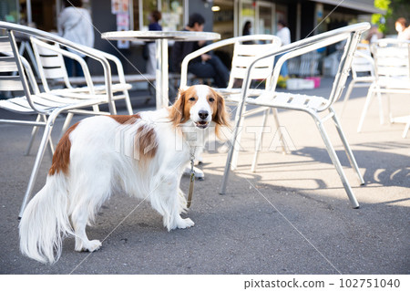 Kooikerhondje waiting for its owner on the terrace 102751040
