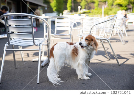 Kooikerhondje waiting for its owner on the terrace Kooikerhondje waiting for its owner on the terrace 102751041