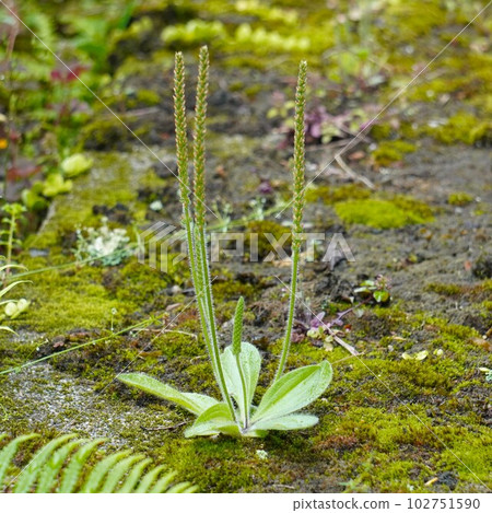 Tsubomi plantain and moss Tsubomi plantain and moss 102751590