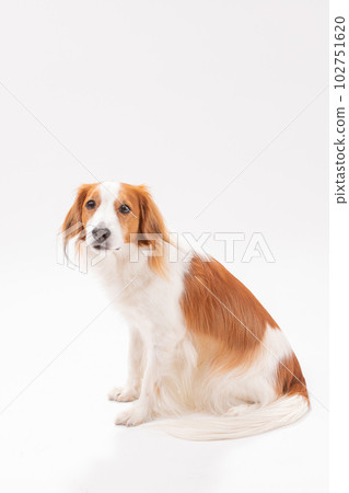 男性 Kooikerhondje 男性 Kooikerhondje 102751620