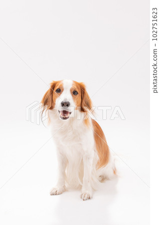 Male Kooikerhondje 102751623