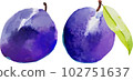 Watercolor style vector illustration of prunes 102751637