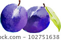 Watercolor style vector illustration of prunes 102751638