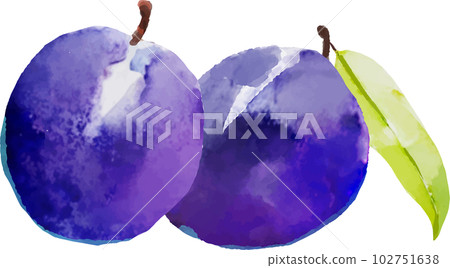 梅干的水彩風格矢量插畫 102751638
