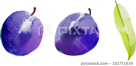 Prunes watercolor style vector illustration set 102751639