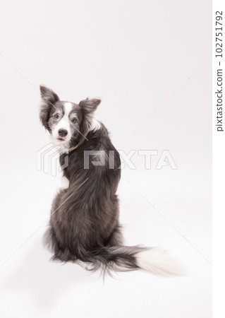 藍領邊境牧羊犬 102751792