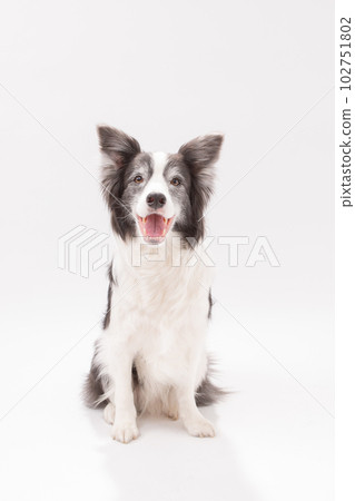 blue collar border collie 102751802