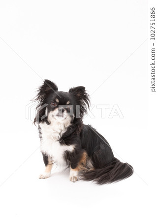 黑色棕褐色白色長大衣吉娃娃公狗 102751866