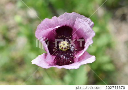 Wild Atsumigerm flower (Setigerum species) 102751870
