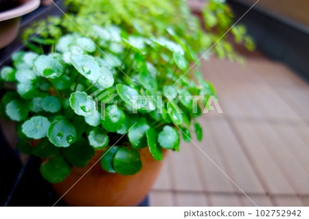 雨廊 水菇鐵線蓮 與綠意共生 雨廊 水菇鐵線蓮 與綠意共生 102752942
