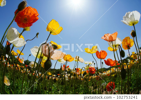 冰島罌粟1489 冰島罌粟1489 102753241