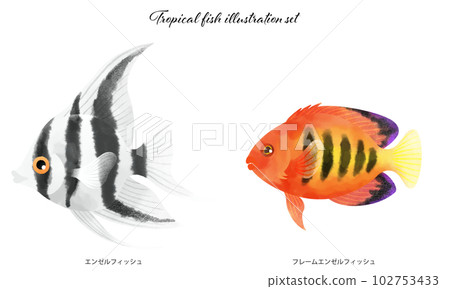 Tropical fish illustration material set Tropical fish illustration material set 102753433