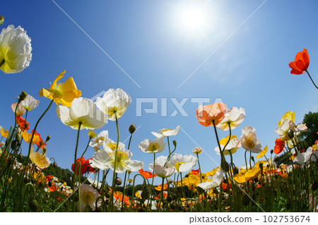 冰島罌粟1411 102753674