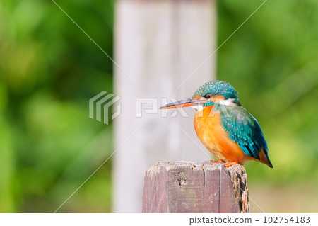 A kingfisher perched on a pier post 102754183