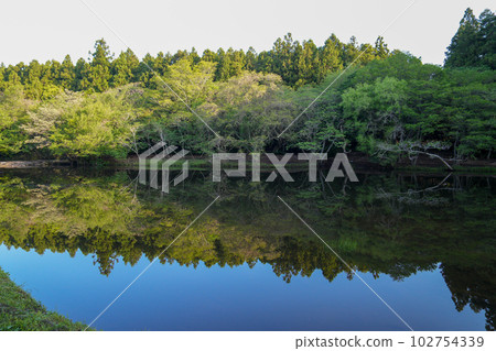 Lakeside surrounded by a secluded and beautiful forest 102754339