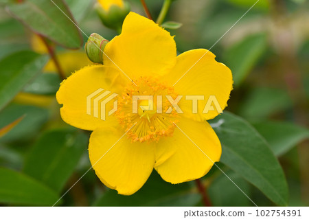 Brilliant Kinshibai in full bloom 102754391