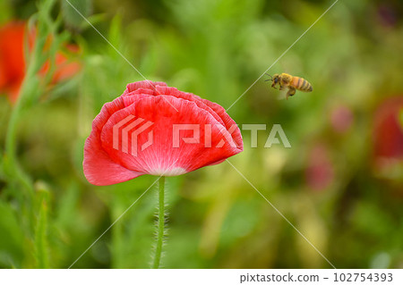 蜜蜂被蜂蜜吸引 102754393