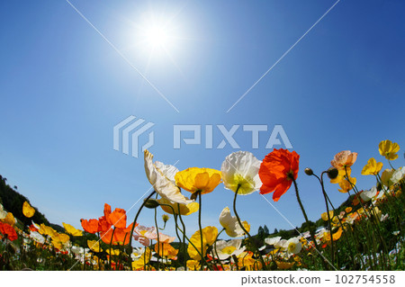 Iceland Poppy 1507 Iceland Poppy 1507 102754558