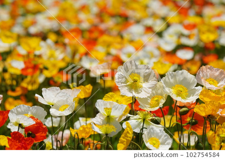 冰島罌粟 1554 102754584