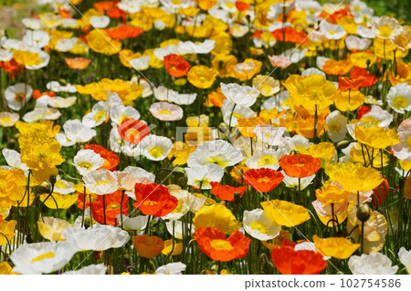 Iceland Poppy 1558 Iceland Poppy 1558 102754586