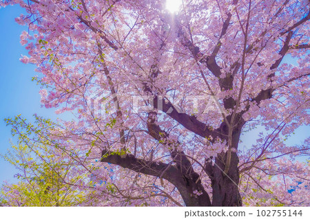 小賀谷公園的櫻花 小賀谷公園的櫻花 102755144