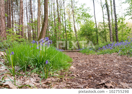 footpath whit bluebells 102755298