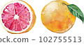 Watercolor style vector illustration of pink grapefruit 102755513