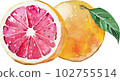 Watercolor style vector illustration of pink grapefruit 102755514