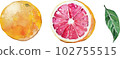 Watercolor style vector illustration of pink grapefruit 102755515