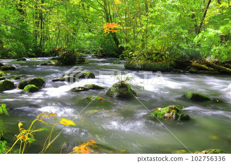 [Aomori Prefecture] Fresh green Oirase Stream (Sanran no Nagare) 102756336