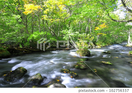 [Aomori Prefecture] Fresh green Oirase Stream (Sanran no Nagare) 102756337