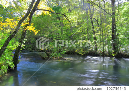 [青森縣]鮮綠的奧入瀨溪流（石下戶附近） 102756343