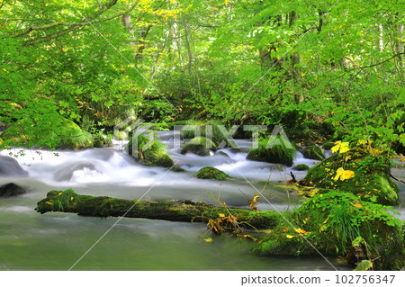 [青森縣]鮮綠的奧入瀨溪流（石下戶附近） 102756347