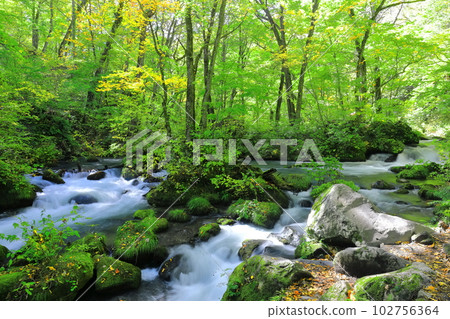 [青森縣]新鮮的綠色奧入瀨溪流（Ashura no Nagare） 102756364