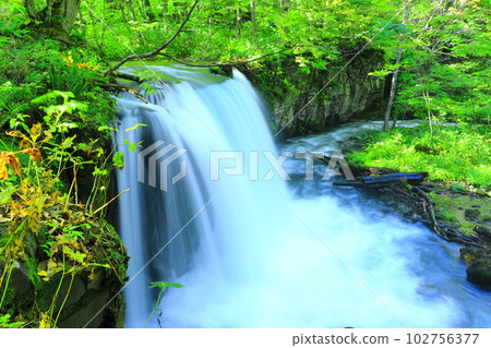 [青森縣]新鮮的綠色奧入瀨溪流（Choshi Otaki） 102756377