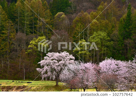 Spring in Shinshu, cherry blossom screens in Oide Park, Hakuba Village, Nagano Prefecture 102757642