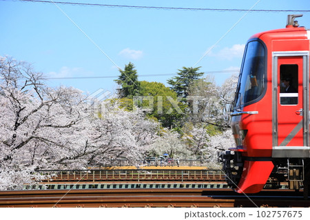 Cherry tree and Meitetsu train Cherry tree and Meitetsu train 102757675