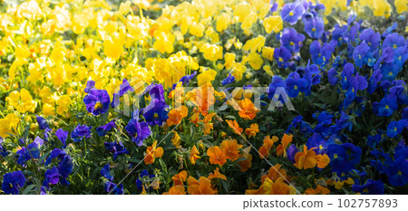 Colorful yellow, blue and orange pansy flower bed. Natural spring or summer floral multicolored background. Banner. Selective focus. Colorful yellow, blue and orange pansy flower bed. Natural spring or summer floral multicolored background. Banner. Selective focus. 102757893