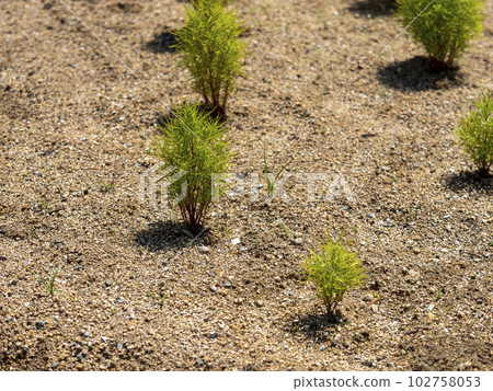 小地膚苗 102758053