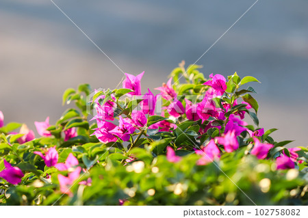Pink Begonville flowers in sunny day. Mediterranean plants in the garden. Floral background 102758082