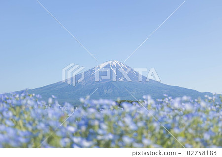 Nemophila blooming at the foot of Mt. Fuji Nemophila blooming at the foot of Mt. Fuji 102758183