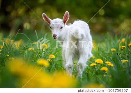 White baby goat standing on grass with yellow flowers White baby goat standing on grass with yellow flowers 102759307