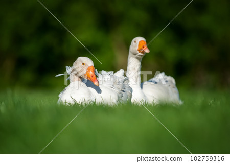 Two goose on spring green grass Two goose on spring green grass 102759316