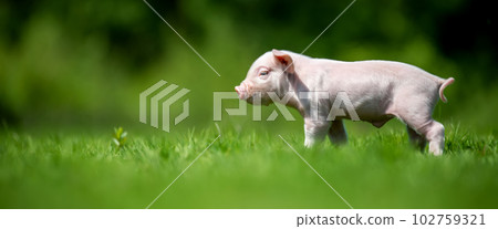 Newborn piglet on spring green grass on a farm Newborn piglet on spring green grass on a farm 102759321