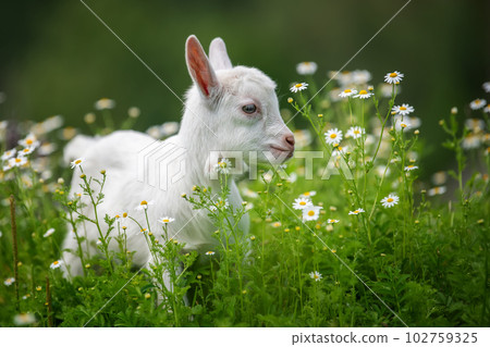 Baby goat standing on green grass with white flowers Baby goat standing on green grass with white flowers 102759325