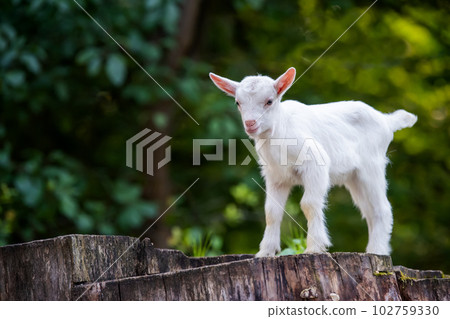 White baby goat standing on tree stump 102759330