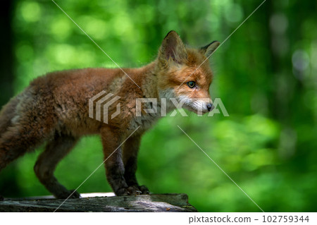 Red fox, vulpes vulpes, small young cub in forest on tree stump. Wildlife scene from nature Red fox, vulpes vulpes, small young cub in forest on tree stump. Wildlife scene from nature 102759344
