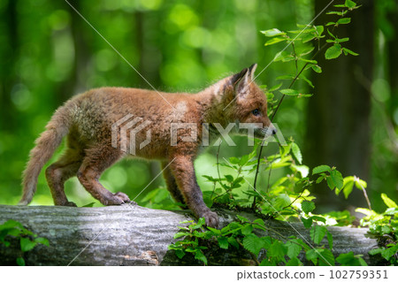 Red fox, vulpes vulpes, small young cub in forest on tree stump. Wildlife scene from nature Red fox, vulpes vulpes, small young cub in forest on tree stump. Wildlife scene from nature 102759351