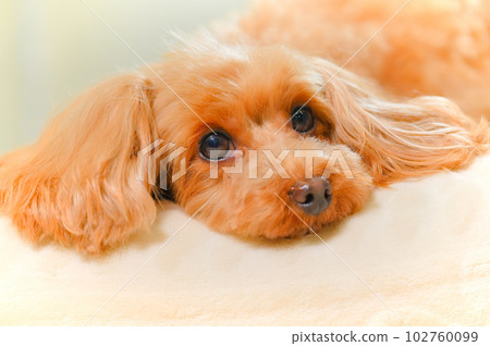 The expression of a sleeping puppy The expression of a sleeping puppy 102760099