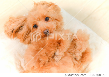 The expression of a sleeping puppy The expression of a sleeping puppy 102760150
